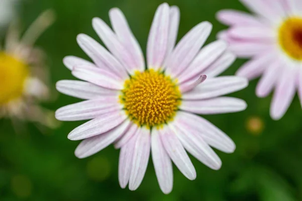 The close-up view of a daisy flower bulb in the garden