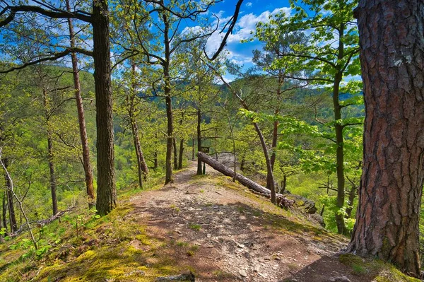 Ein Schmaler Holpriger Pfad Mit Umgestürztem Baumstamm Mitten Thüringer Wald — Stockfoto