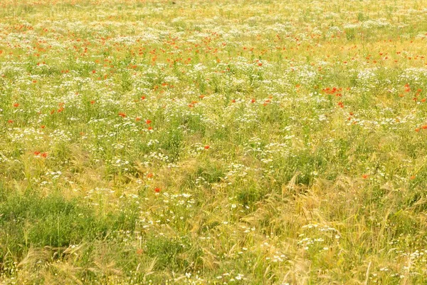 Green Field Red Poppy Flowers White Wildflowers — Stock Photo, Image