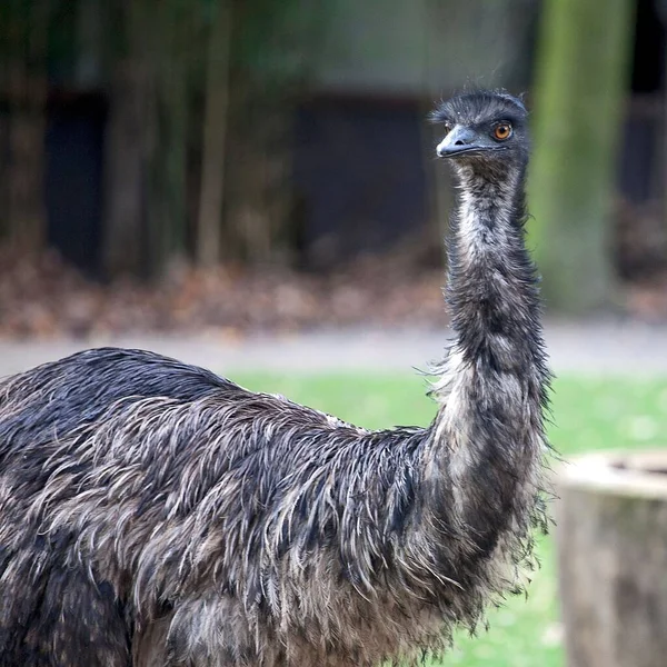 Primo Piano Uccello Emù Sfondo Sfocato — Foto Stock