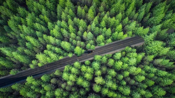 Вид Сверху Густой Хвойный Лес Узкой Дорогой Разделяющей Надвое — стоковое фото