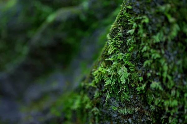 Foco Selectivo Hojas Helecho Verdes Que Crecen Corteza Árbol Bosque —  Fotos de Stock