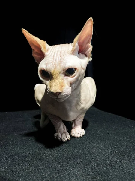 Portrait Sphynx Cat — Stock Photo, Image