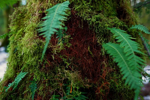 森の中の木の樹皮に生えている緑の苔の塊 — ストック写真