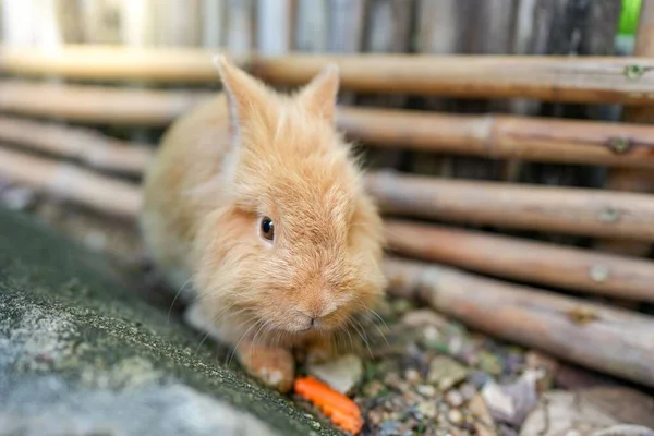 Primer Plano Una Zanahoria Beige Comiendo Una Zanahoria — Foto de Stock