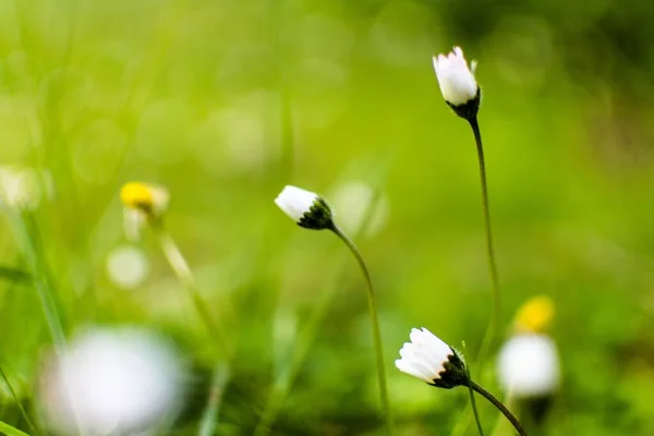 Foco Selectivo Flores Silvestres Blancas Floreciendo Campo —  Fotos de Stock