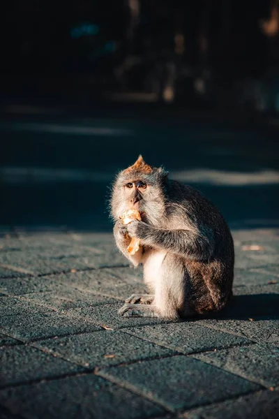Ein Affe Frisst Auf Dem Gefliesten Boden Unter Dem Sonnenlicht — Stockfoto