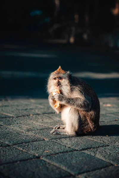 Een Aap Die Onder Het Zonlicht Betegelde Grond Eet — Stockfoto