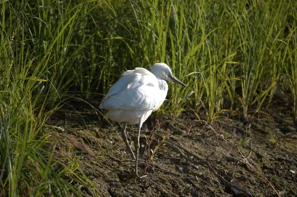 Une Grande Aigrette Perchée Sur Rivage Marais — Photo