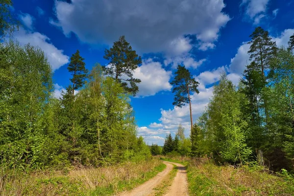 Malowniczy Krajobraz Wąską Ścieżką Pośród Lasu Turyngii Pod Zachmurzonym Niebem — Zdjęcie stockowe
