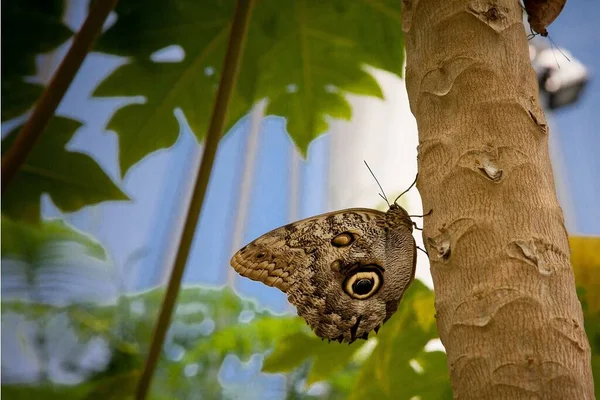 Primer Plano Una Mariposa Búho Posada Sobre Árbol — Foto de Stock