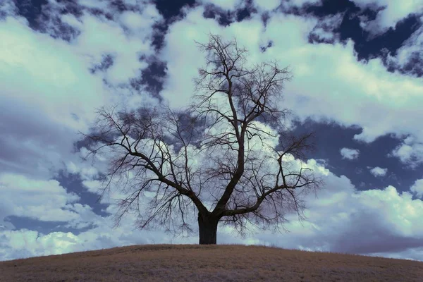 Infrared Shot Leafless Tree Field Cloudy Sky — Stock Photo, Image