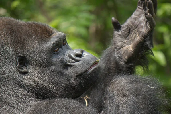 Retrato Cerca Mono Gorila Aire Libre Con Mano Levantada — Foto de Stock