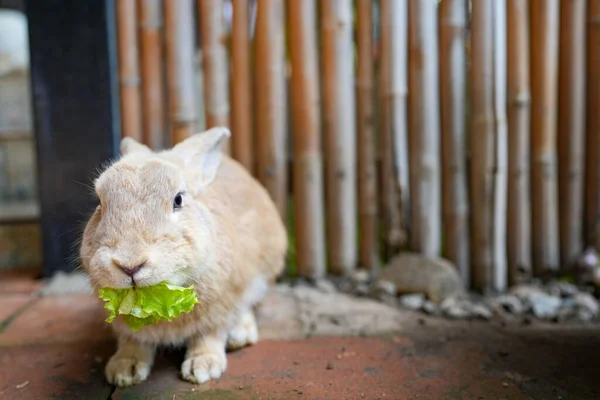 Primer Plano Una Zanahoria Beige Comiendo Una Lechuga — Foto de Stock