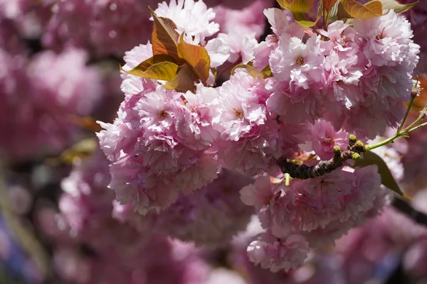 Zbliżenie Wschodnioazjatyckiego Kwiatu Wiśni Gałęzi — Zdjęcie stockowe