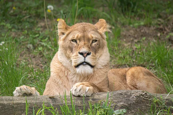 Portrait Gros Plan Lion Asiatique Reposant Sur Terrain — Photo