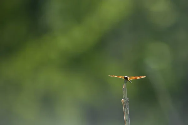 一只蜻蜓停在室外的绿枝上 — 图库照片