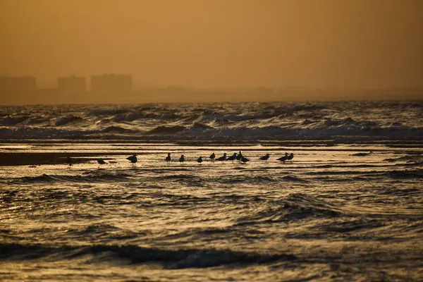 Eine Silhouette Von Vögeln Meer Während Des Sonnenuntergangs — Stockfoto