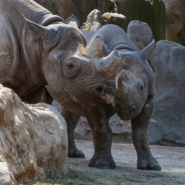 Крупним Планом Знімок Південно Західного Чорного Носорога Зоопарку — стокове фото