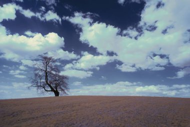 Bulutlu gökyüzünün altında yapraksız bir ağaç büyüyor.