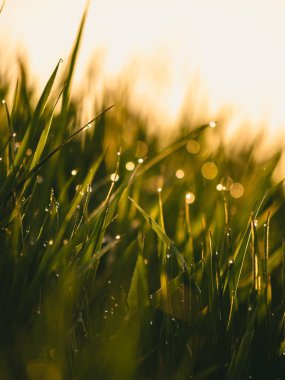 A selective focus shot of green grass with water drops