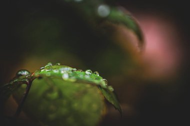 Ağaç yapraklarının seçici odak noktası