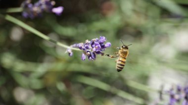 Lavantanın üstünde bulanık bir şekilde oturan bir yaban arısının yakın plan çekimi.