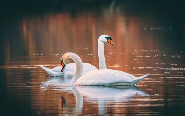 Два Изящных Лебедя Купаются Озере — стоковое фото