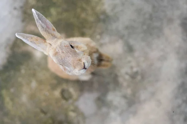 Накладной Снимок Бежевого Кролика Смотрящего Вверх — стоковое фото