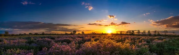 Plano Panorámico Flores Campo Contra Atardecer Escénico Alemania — Foto de Stock