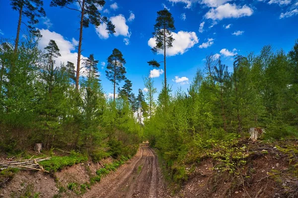 Thüringen Ormanı Nın Ortasında Bulutlu Gökyüzünün Altında Dar Bir Yolu — Stok fotoğraf