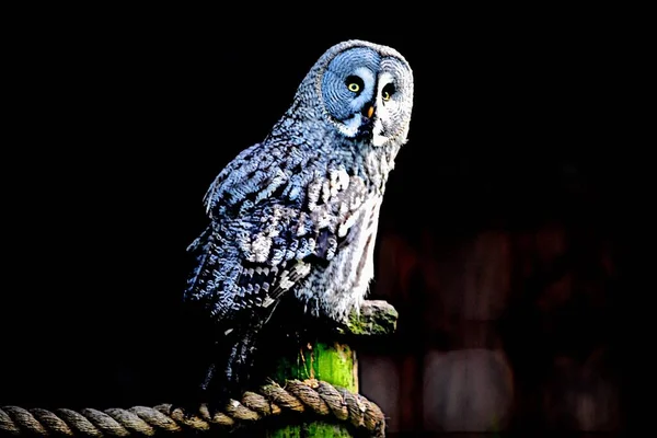 Foyer Doux Grand Hibou Gris Sur Poteau Bois Chapel Frith — Photo