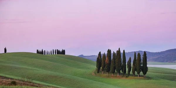 Skupina Slavných Cypřišů Zeleném Údolí Poblíž San Quirica Orcia Krásná — Stock fotografie