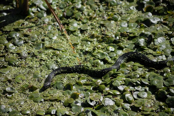 Uma Cobra Rastejando Limnobium Verde — Fotografia de Stock