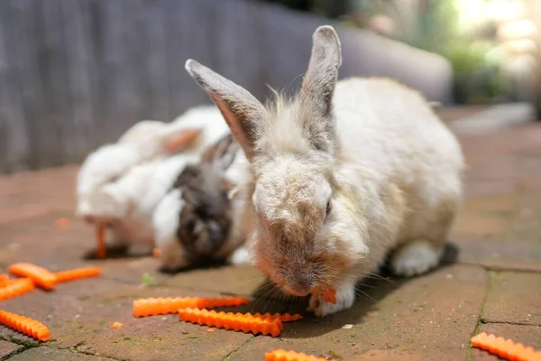 Eine Selektive Fokusaufnahme Eines Beigen Kaninchens Das Eine Karotte Frisst — Stockfoto