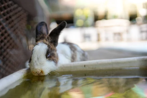 Primer Plano Conejo Marrón Blanco Bebiendo Agua Sobre Fondo Borroso — Foto de Stock