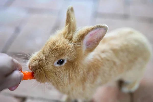 Primer Plano Conejo Beige Comiendo Una Zanahoria Una Mano — Foto de Stock