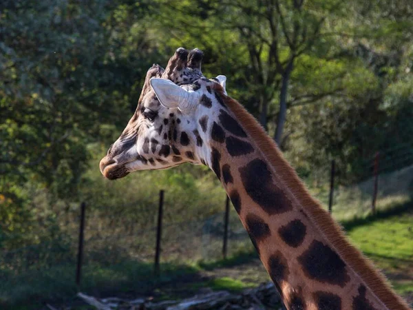 Primo Piano Una Testa Giraffa Con Sfondo Una Natura — Foto Stock