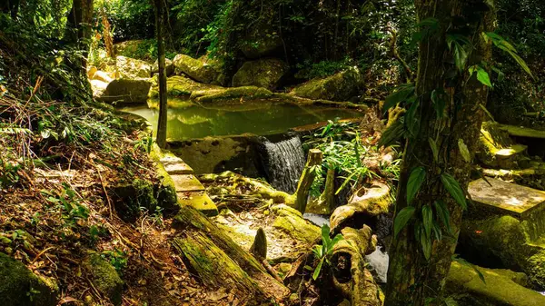 ジャングルの中の美しいショット — ストック写真