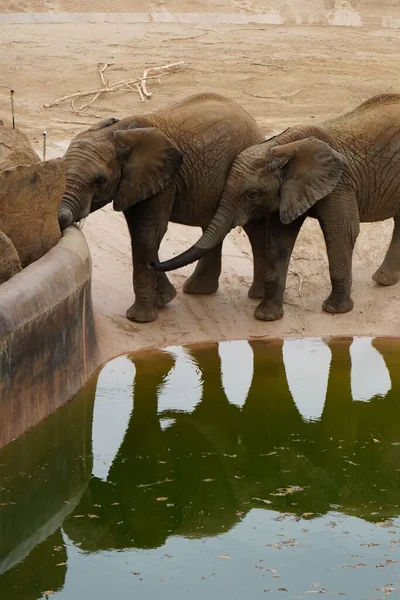 Vertical Shot Couple Elephants Zoo — Stock Photo, Image