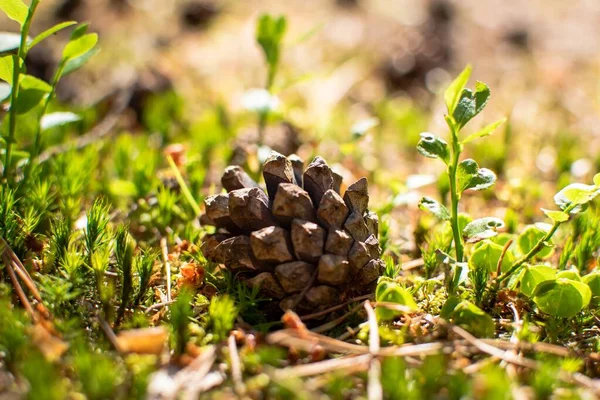 Pine Cone Fell Ground Sunny Day — стоковое фото