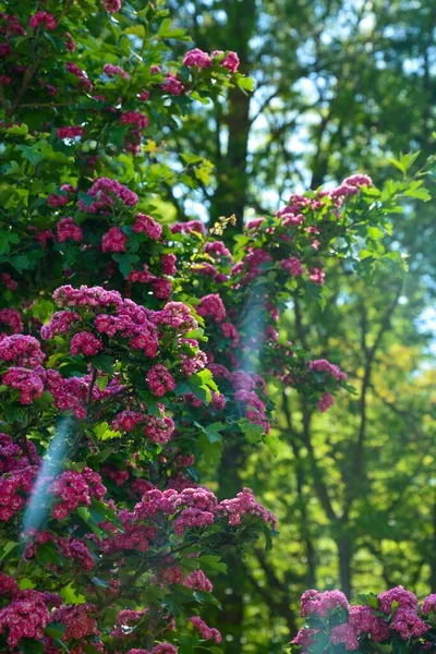 Tiro Vertical Crataegus Laevigata Pauls Scarlet Borrão — Fotografia de Stock