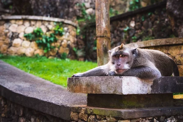 인도네시아 발리의 울루와 사원에 원숭이 — 스톡 사진