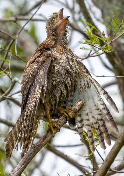 A wet Red-shouldered hawk (Buteo lineatus) after bathing