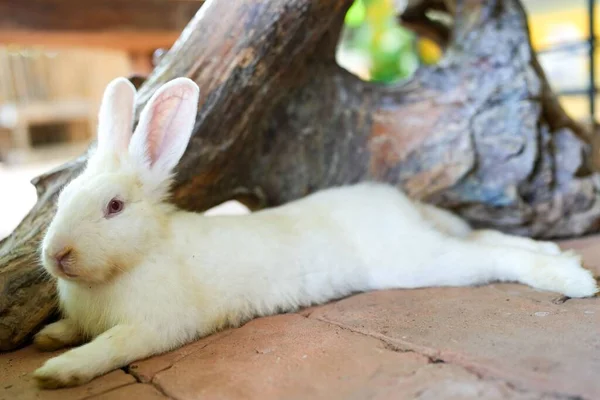 Closeup Shot White Rabbit Lying Outdoors — Stock Photo, Image