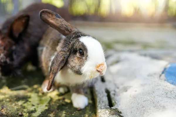 Closeup Shot Brown White Rabbit Blurred Background — Stock Photo, Image