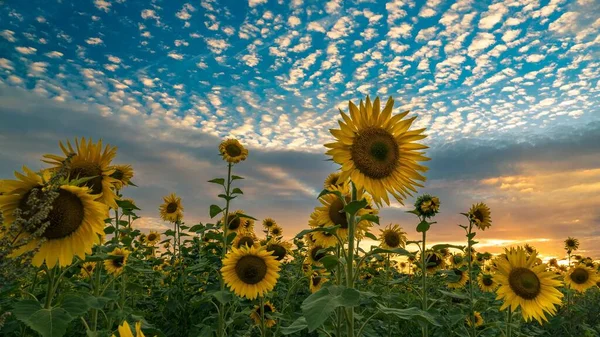 Una Hermosa Vista Los Girasoles Campo Contra Atardecer —  Fotos de Stock