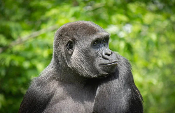 The close-up view of a relaxed gorilla portrait outdoors