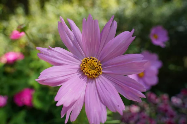Primer Plano Una Flor Cosmos Púrpura Desenfoque — Foto de Stock