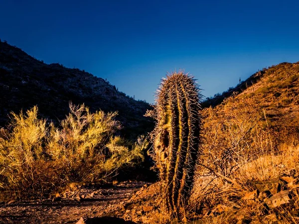 Día Caluroso Desierto Con Cactus Hierba Seca Rodeada Colinas Sombreadas —  Fotos de Stock